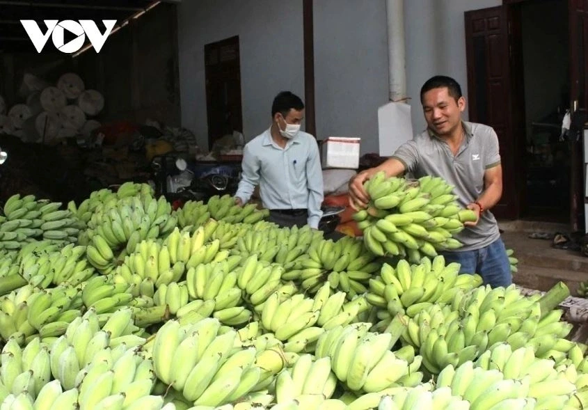 Sơn La tiêu thụ gần 30.000 tấn quả, thu về gần 630 tỷ đồng trong quý I năm nay