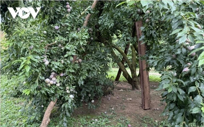 Sơn La tiêu thụ gần 30.000 tấn quả, thu về gần 630 tỷ đồng trong quý I năm nay