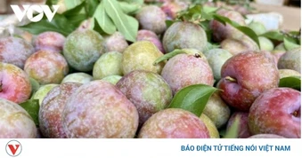 Sơn La tiêu thụ gần 30.000 tấn quả, thu về gần 630 tỷ đồng trong quý I năm nay