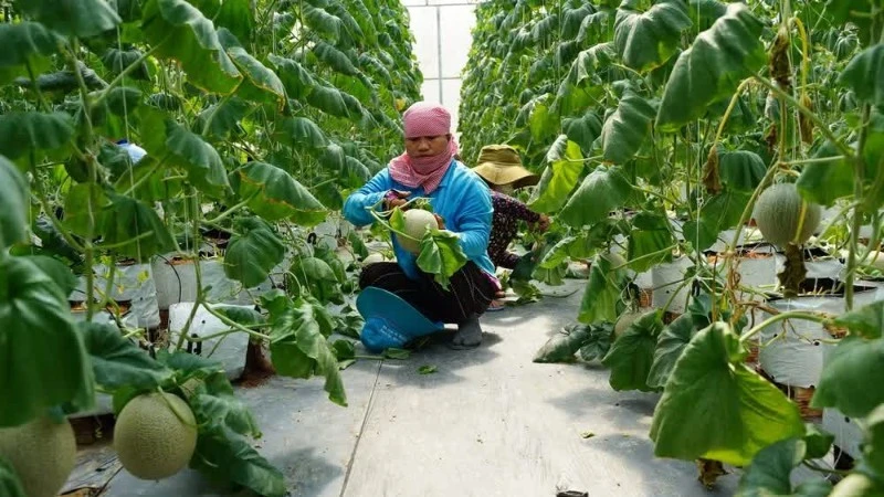 Tái cấu trúc chuỗi giá trị nông nghiệp trong kỷ nguyên dữ liệu Tái cấu trúc chuỗi giá trị nông nghiệp trong kỷ nguyên dữ liệu
