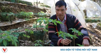 Tận dụng hệ sinh thái đa dạng, Quảng Ngãi thúc đẩy phát triển dược liệu