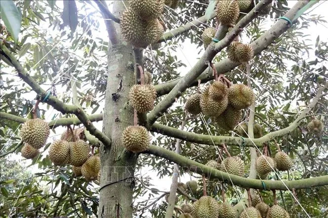 Tăng cường hậu kiểm mã số vùng trồng, cơ sở đóng gói Tăng cường hậu kiểm mã số vùng trồng, cơ sở đóng gói