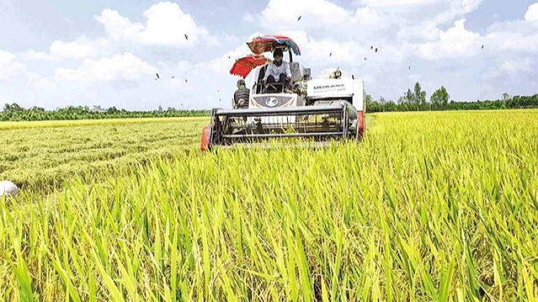 Tăng cường liên kết chuỗi giá trị trong sản xuất, tiêu thụ lúa gạo Tăng cường liên kết chuỗi giá trị trong sản xuất, tiêu thụ lúa gạo