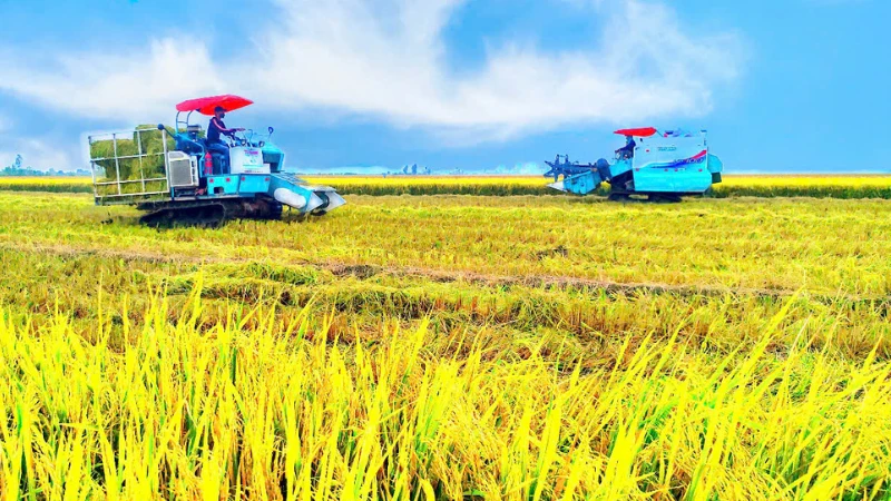 Tăng cường ứng dụng số hóa, cơ giới hóa trong sản xuất lúa gạo