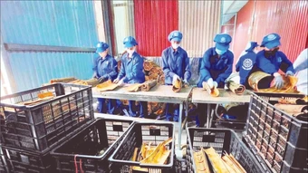 Tăng trưởng xuất khẩu nông sản sang Ấn Độ