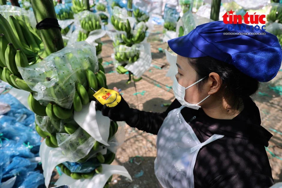 Tạo đà cho nông sản Việt - Bài 2: Nâng chất lượng sản xuất Tạo đà cho nông sản Việt - Bài 2: Nâng chất lượng sản xuất