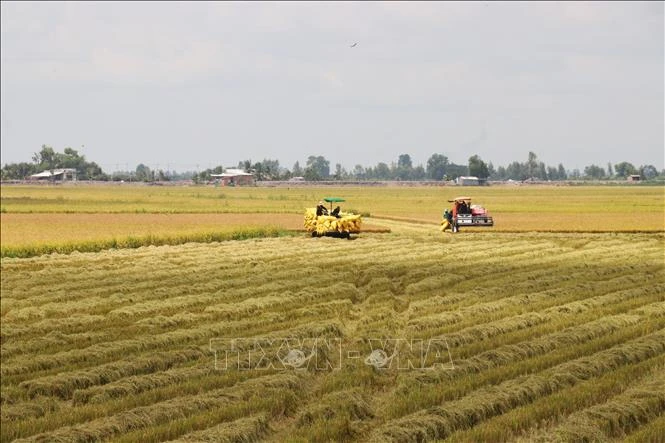 Tây Ninh đẩy nhanh thu hoạch lúa Hè Thu, chủ động bảo vệ sản xuất mùa mưa lũ Tây Ninh đẩy nhanh thu hoạch lúa Hè Thu, chủ động bảo vệ sản xuất mùa mưa lũ