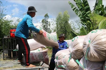 Tây Ninh đẩy nhanh thu hoạch lúa Hè Thu, chủ động bảo vệ sản xuất mùa mưa lũ
