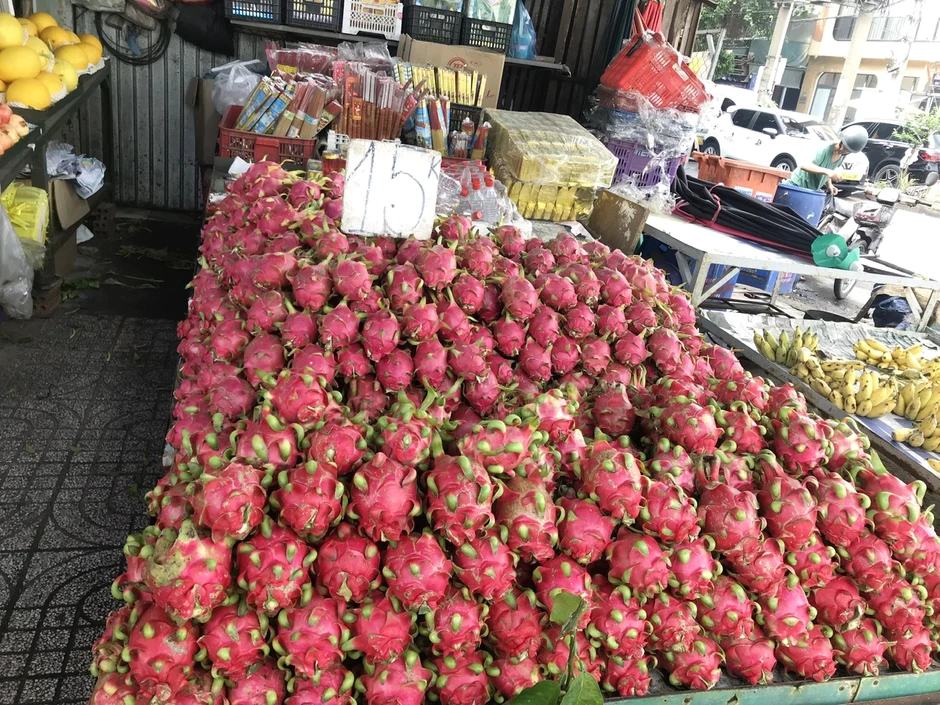 Thanh long đẹp thiếu hàng, loại xấu giá rớt thảm, nhiều nơi cho bò ăn! Thanh long đẹp thiếu hàng, loại xấu giá rớt thảm, nhiều nơi cho bò ăn!