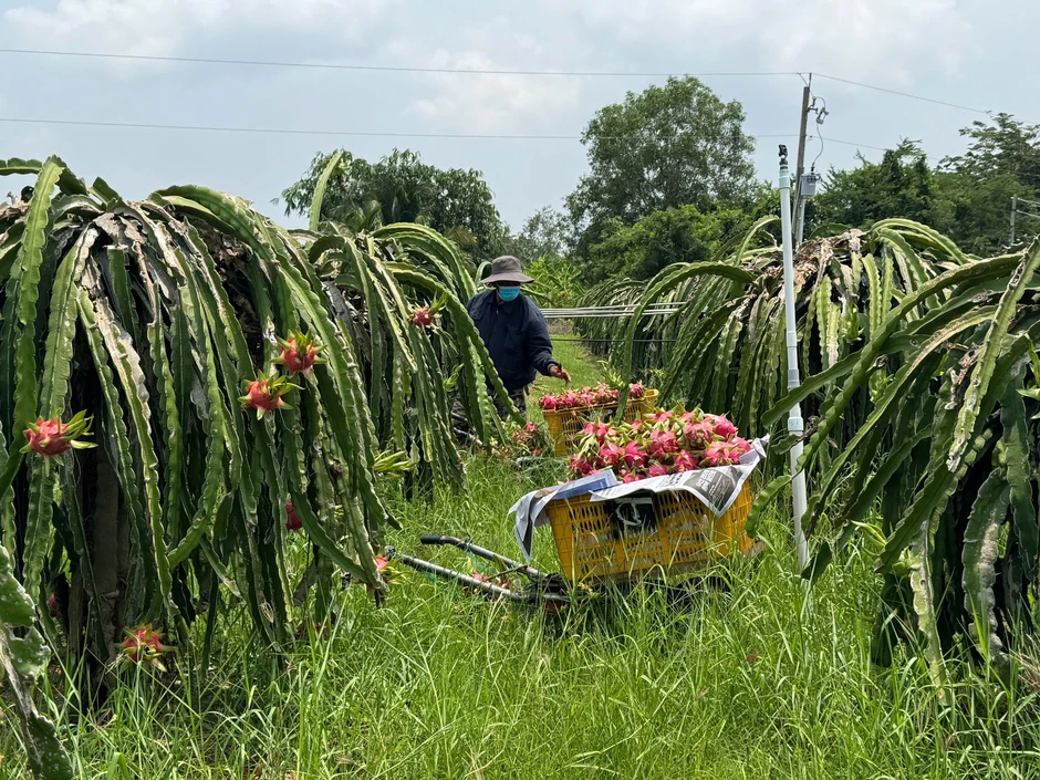 Thanh long đẹp thiếu hàng, loại xấu giá rớt thảm, nhiều nơi cho bò ăn! Thanh long đẹp thiếu hàng, loại xấu giá rớt thảm, nhiều nơi cho bò ăn!