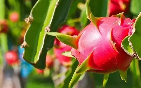 Thanh long xuất khẩu sang EU: Kiểm soát 30%, không phải 50% như đồn đoán Thanh long xuất khẩu sang EU: Kiểm soát 30%, không phải 50% như đồn đoán