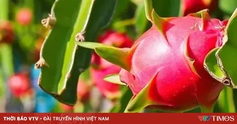 Thanh long xuất khẩu sang EU: Kiểm soát 30%, không phải 50% như đồn đoán