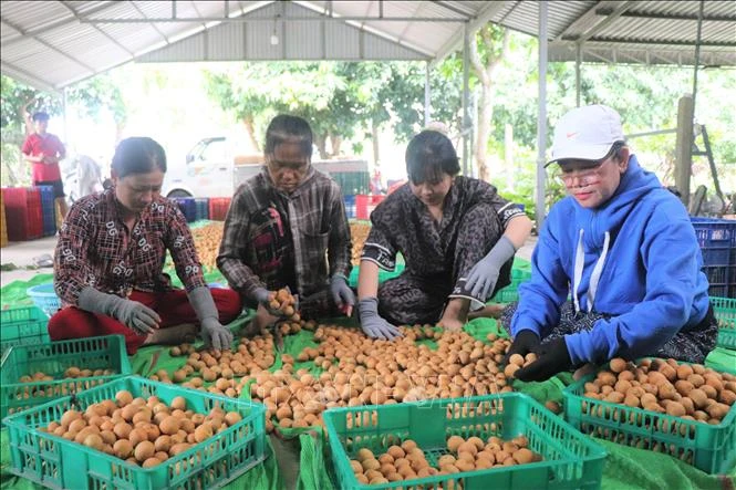 Thanh nhãn Cần Thơ: Từ đặc sản nội địa đến vươn tầm quốc tế Thanh nhãn Cần Thơ: Từ đặc sản nội địa đến vươn tầm quốc tế