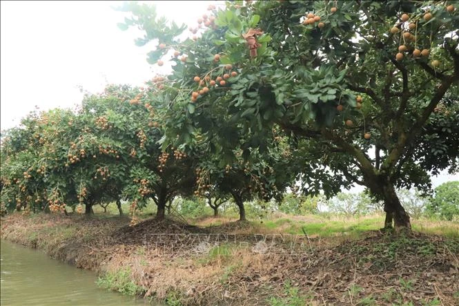 Thanh nhãn Cần Thơ: Từ đặc sản nội địa đến vươn tầm quốc tế Thanh nhãn Cần Thơ: Từ đặc sản nội địa đến vươn tầm quốc tế