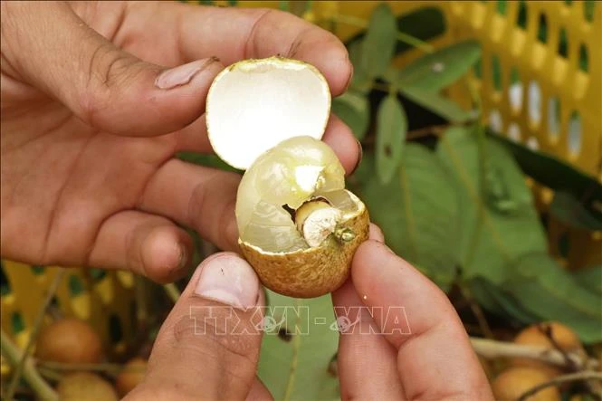 Thanh nhãn Cần Thơ: Từ đặc sản nội địa đến vươn tầm quốc tế Thanh nhãn Cần Thơ: Từ đặc sản nội địa đến vươn tầm quốc tế