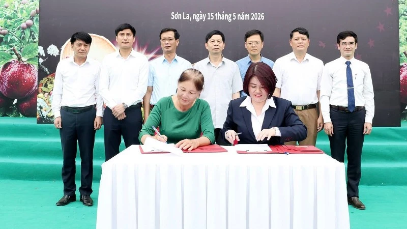 Thành phố Hồ Chí Minh hỗ trợ tiêu thụ mận hậu Sơn La Thành phố Hồ Chí Minh hỗ trợ tiêu thụ mận hậu Sơn La