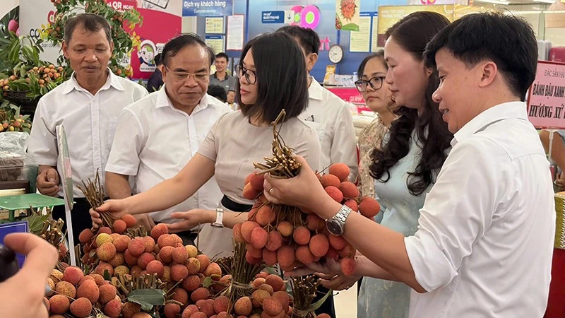 Thành phố Hồ Chí Minh liên kết Hải Phòng tiêu thụ vải Thanh Hà Thành phố Hồ Chí Minh liên kết Hải Phòng tiêu thụ vải Thanh Hà