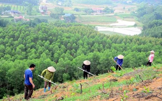Tháo gỡ điểm nghẽn dữ liệu vùng trồng cho xuất khẩu lâm sản Tháo gỡ điểm nghẽn dữ liệu vùng trồng cho xuất khẩu lâm sản