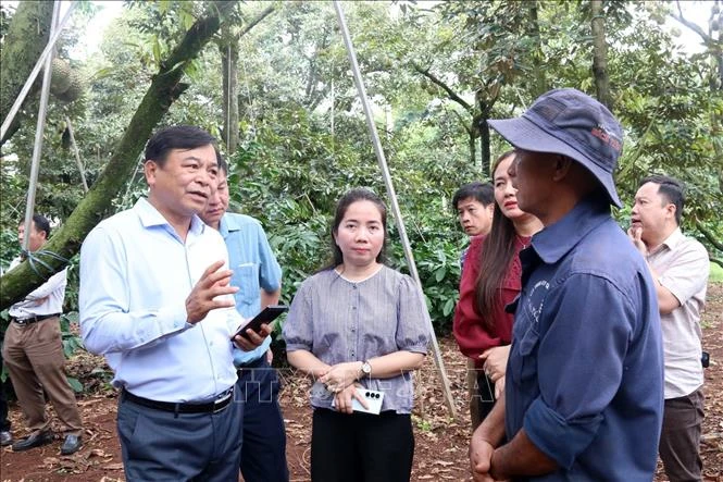 Tháo gỡ 'điểm nghẽn' về mã số vùng trồng sầu riêng - Bài cuối: 'Cuộc đua' tốc độ trước thềm mùa vụ Tháo gỡ 'điểm nghẽn' về mã số vùng trồng sầu riêng - Bài cuối: 'Cuộc đua' tốc độ trước thềm mùa vụ