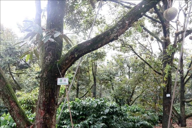 Tháo gỡ 'điểm nghẽn' về mã số vùng trồng sầu riêng - Bài cuối: 'Cuộc đua' tốc độ trước thềm mùa vụ Tháo gỡ 'điểm nghẽn' về mã số vùng trồng sầu riêng - Bài cuối: 'Cuộc đua' tốc độ trước thềm mùa vụ