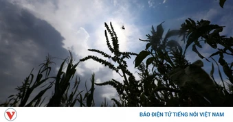 Thế giới đối mặt nguy cơ một chu kỳ tăng giá lương thực mới
