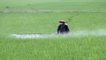 Theo dõi chặt chẽ sinh vật gây hại lúa đông xuân