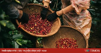 Thích ứng quy định nhập khẩu mới từ châu Âu