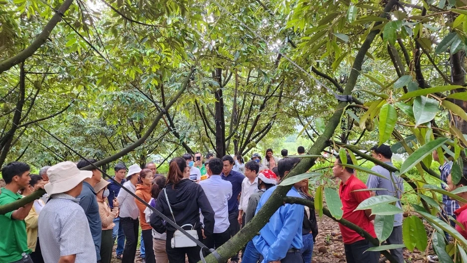 Thiếu phòng kiểm nghiệm, xuất khẩu sầu riêng lại đối mặt nguy cơ ách tắc Thiếu phòng kiểm nghiệm, xuất khẩu sầu riêng lại đối mặt nguy cơ ách tắc