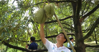Thiếu phòng kiểm nghiệm, xuất khẩu sầu riêng lại đối mặt nguy cơ ách tắc
