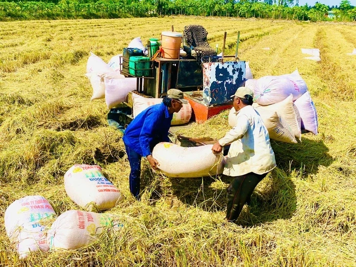 Thời cơ nâng giá trị gạo Việt Thời cơ nâng giá trị gạo Việt