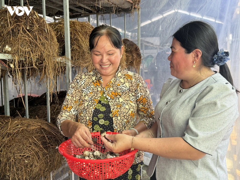 Thu nhập hàng chục triệu đồng mỗi vụ nhờ mô hình “Trồng nấm rơm trong nhà” Thu nhập hàng chục triệu đồng mỗi vụ nhờ mô hình “Trồng nấm rơm trong nhà”