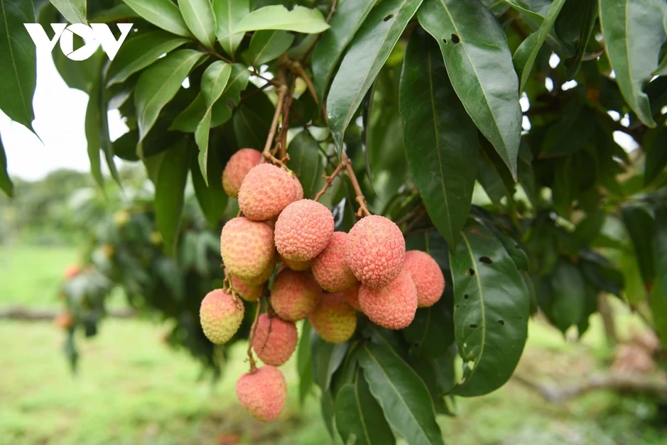 Thủ phủ vải thiều Bắc Ninh công nhận 143 nhà vườn đẹp Thủ phủ vải thiều Bắc Ninh công nhận 143 nhà vườn đẹp