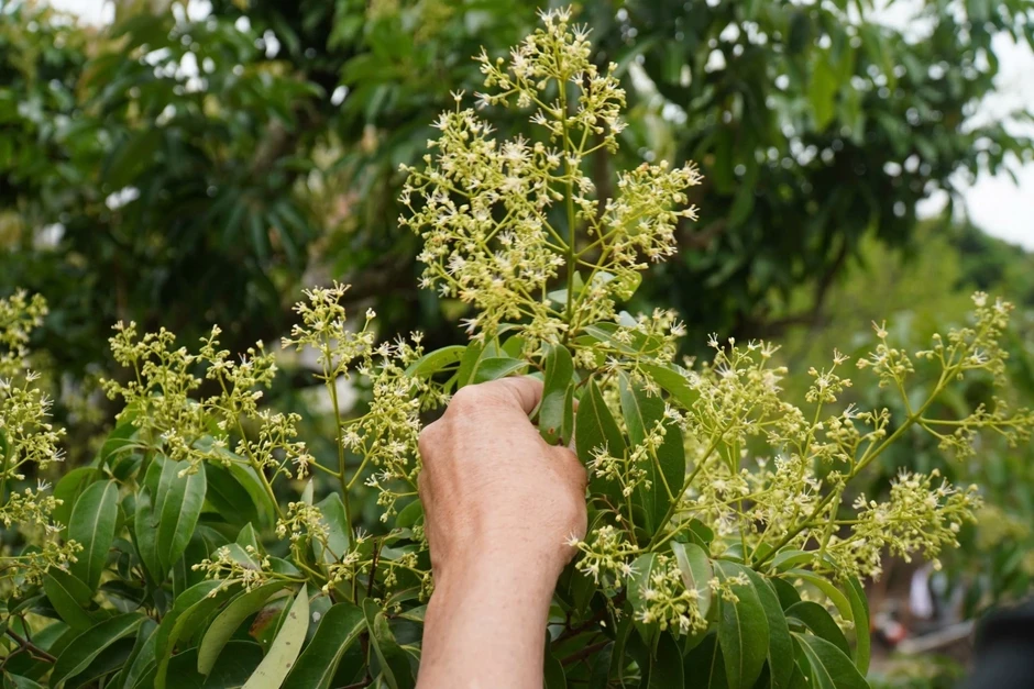 Thủ phủ vải thiều ở Bắc Ninh đứng trước nguy cơ giảm sản lượng Thủ phủ vải thiều ở Bắc Ninh đứng trước nguy cơ giảm sản lượng
