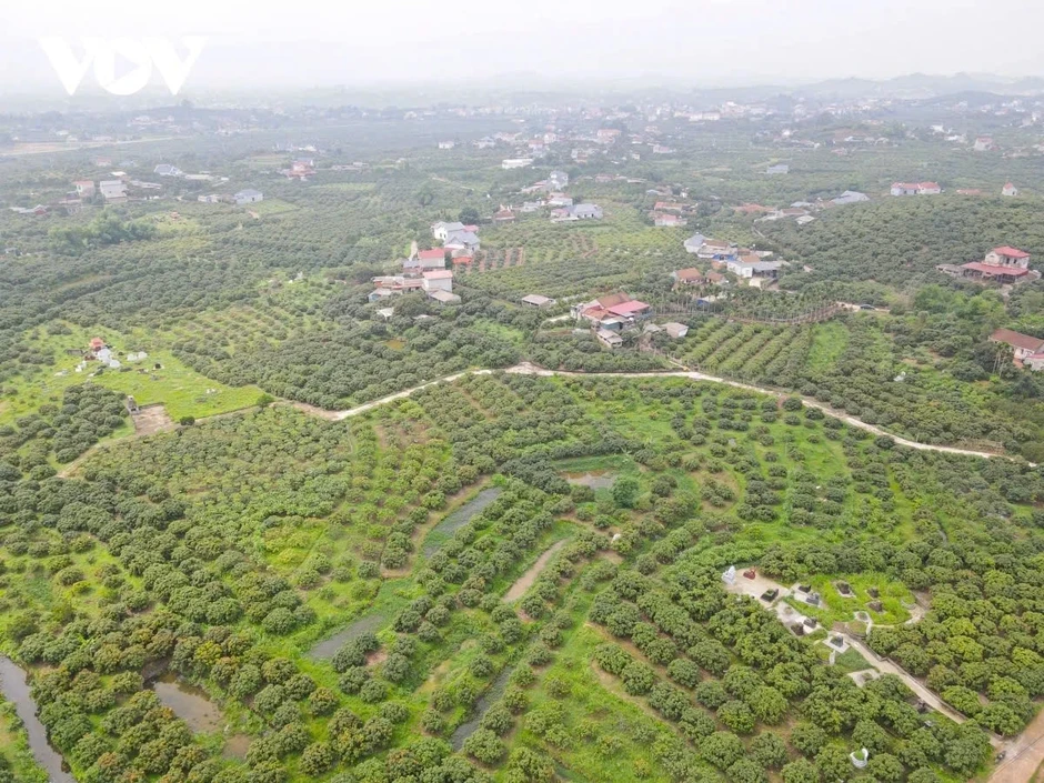 Thủ phủ vải thiều ở Bắc Ninh đứng trước nguy cơ giảm sản lượng Thủ phủ vải thiều ở Bắc Ninh đứng trước nguy cơ giảm sản lượng