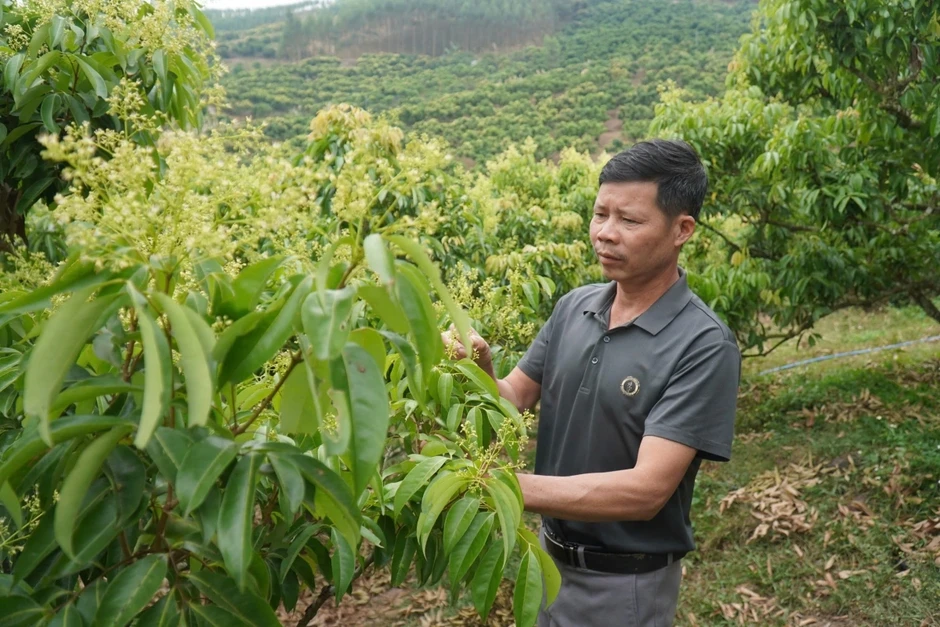 Thủ phủ vải thiều ở Bắc Ninh đứng trước nguy cơ giảm sản lượng Thủ phủ vải thiều ở Bắc Ninh đứng trước nguy cơ giảm sản lượng