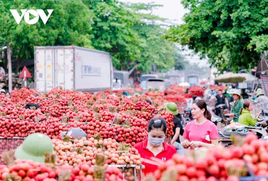 Thủ phủ vải thiều ở Bắc Ninh đứng trước nguy cơ giảm sản lượng Thủ phủ vải thiều ở Bắc Ninh đứng trước nguy cơ giảm sản lượng