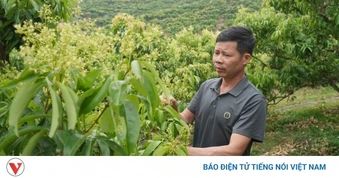 Thủ phủ vải thiều ở Bắc Ninh đứng trước nguy cơ giảm sản lượng