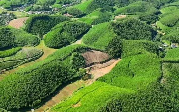 Thúc đẩy phát triển 1 triệu ha rừng trồng gỗ lớn Thúc đẩy phát triển 1 triệu ha rừng trồng gỗ lớn