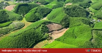 Thúc đẩy phát triển 1 triệu ha rừng trồng gỗ lớn