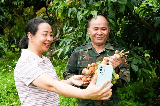 Thúc đẩy tiêu thụ vải thiều trên môi trường số Thúc đẩy tiêu thụ vải thiều trên môi trường số