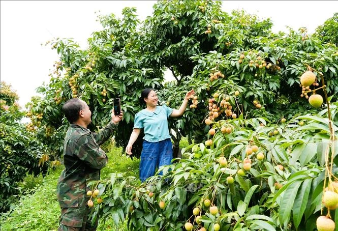 Thúc đẩy tiêu thụ vải thiều trên môi trường số Thúc đẩy tiêu thụ vải thiều trên môi trường số