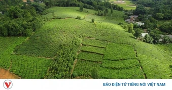 Thực hư tình trạng người trồng chè ở Lào Cai "kêu cứu"