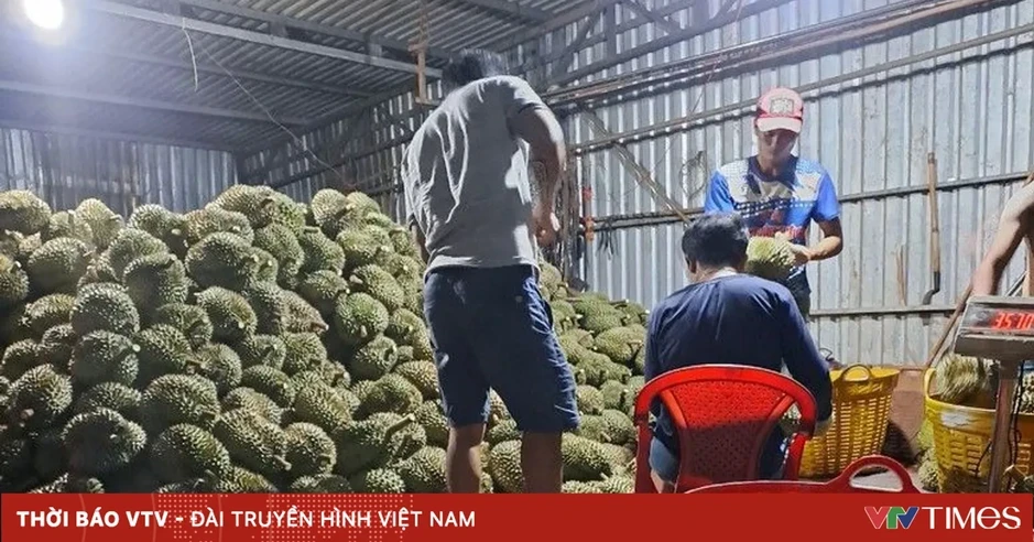 Thương lái "bẻ cọc", hàng nghìn tấn sầu riêng không có đầu ra