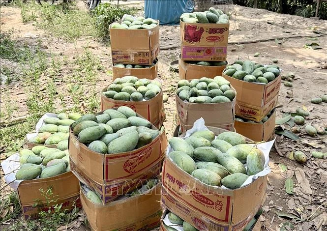 Tìm đầu ra ổn định, nâng giá trị cho trái xoài Tìm đầu ra ổn định, nâng giá trị cho trái xoài