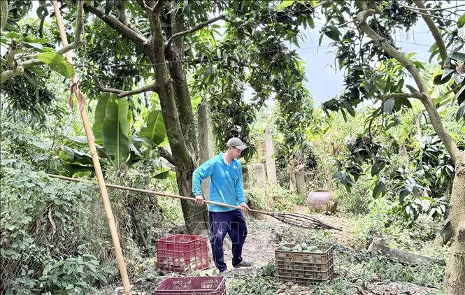 Tìm đầu ra ổn định, nâng giá trị cho trái xoài Tìm đầu ra ổn định, nâng giá trị cho trái xoài