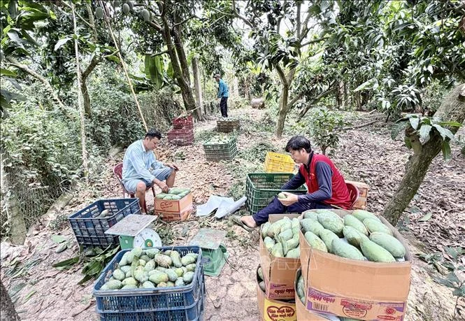 Tìm đầu ra ổn định, nâng giá trị cho trái xoài Tìm đầu ra ổn định, nâng giá trị cho trái xoài