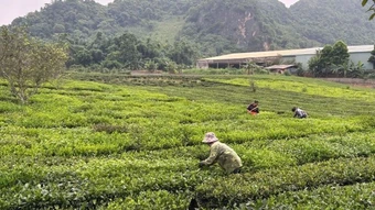 Tổ chức lại quy trình, hình thành chuỗi sản xuất bền vững