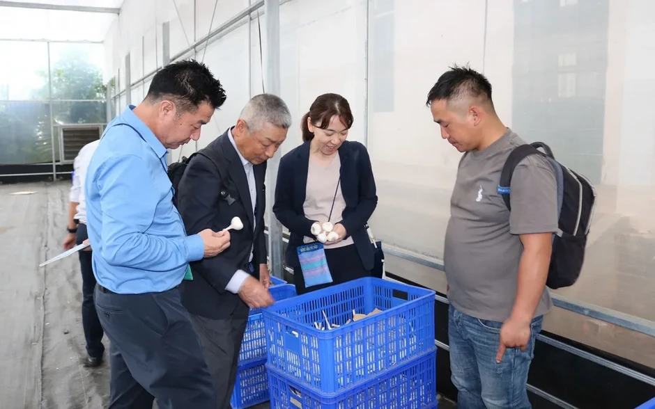 Tỏi Sanuki Nhật Bản mở hướng sinh kế mới ở Nghệ An Tỏi Sanuki Nhật Bản mở hướng sinh kế mới ở Nghệ An