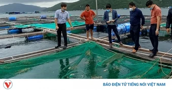 Tôm hùm đứng trước cơ hội xuất khẩu 1 tỷ USD và bài toán gỡ "nút thắt"