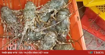 Tôm hùm tiềm năng thành ngành hàng tỷ USD mới